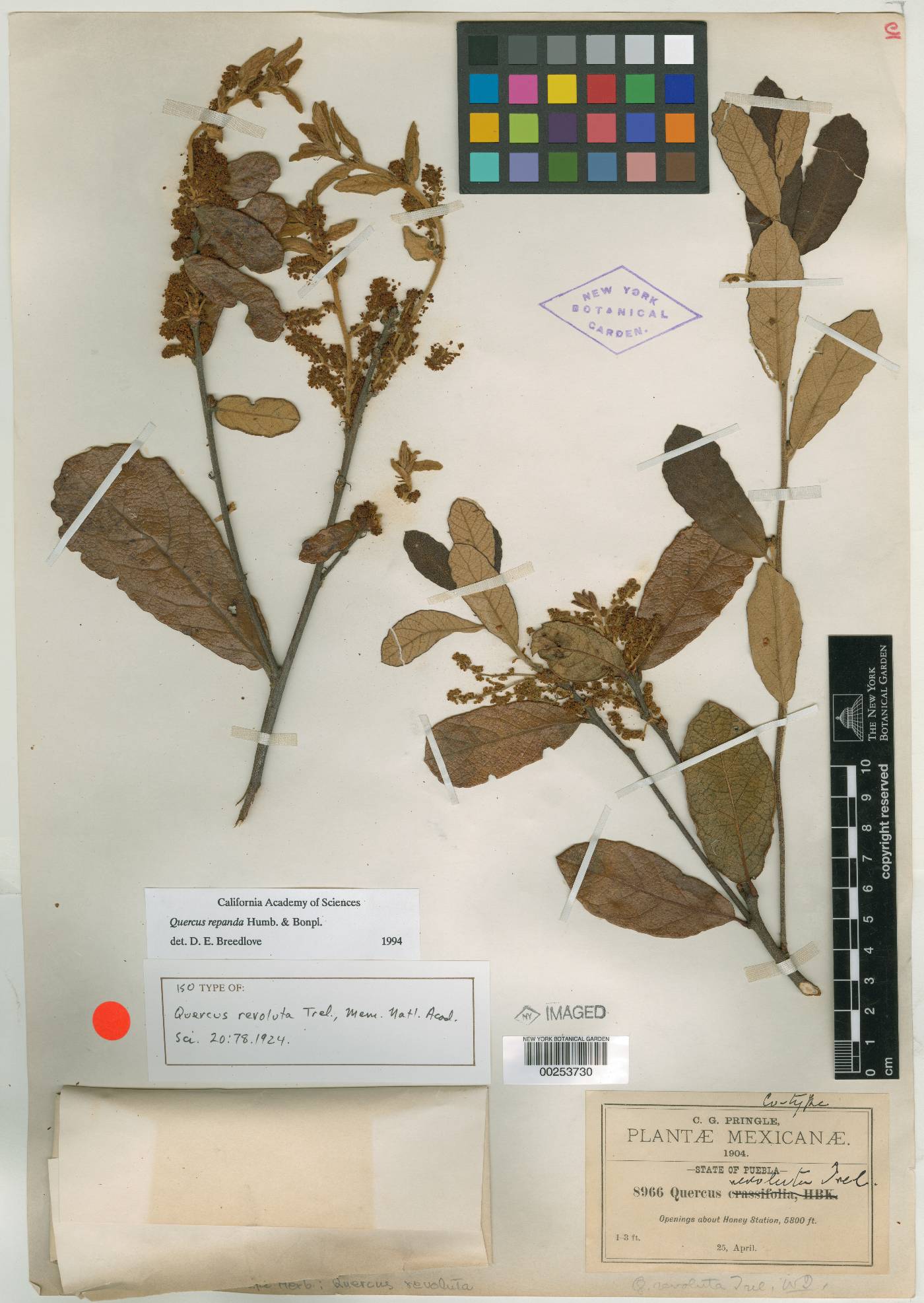 Quercus repanda image