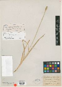 Carex dudleyi image