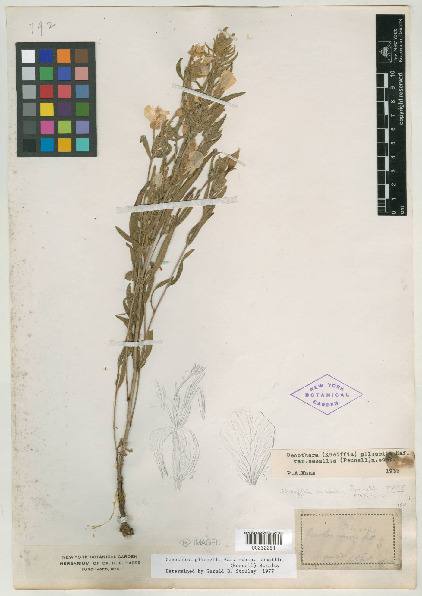 Oenothera pilosella var. sessilis image