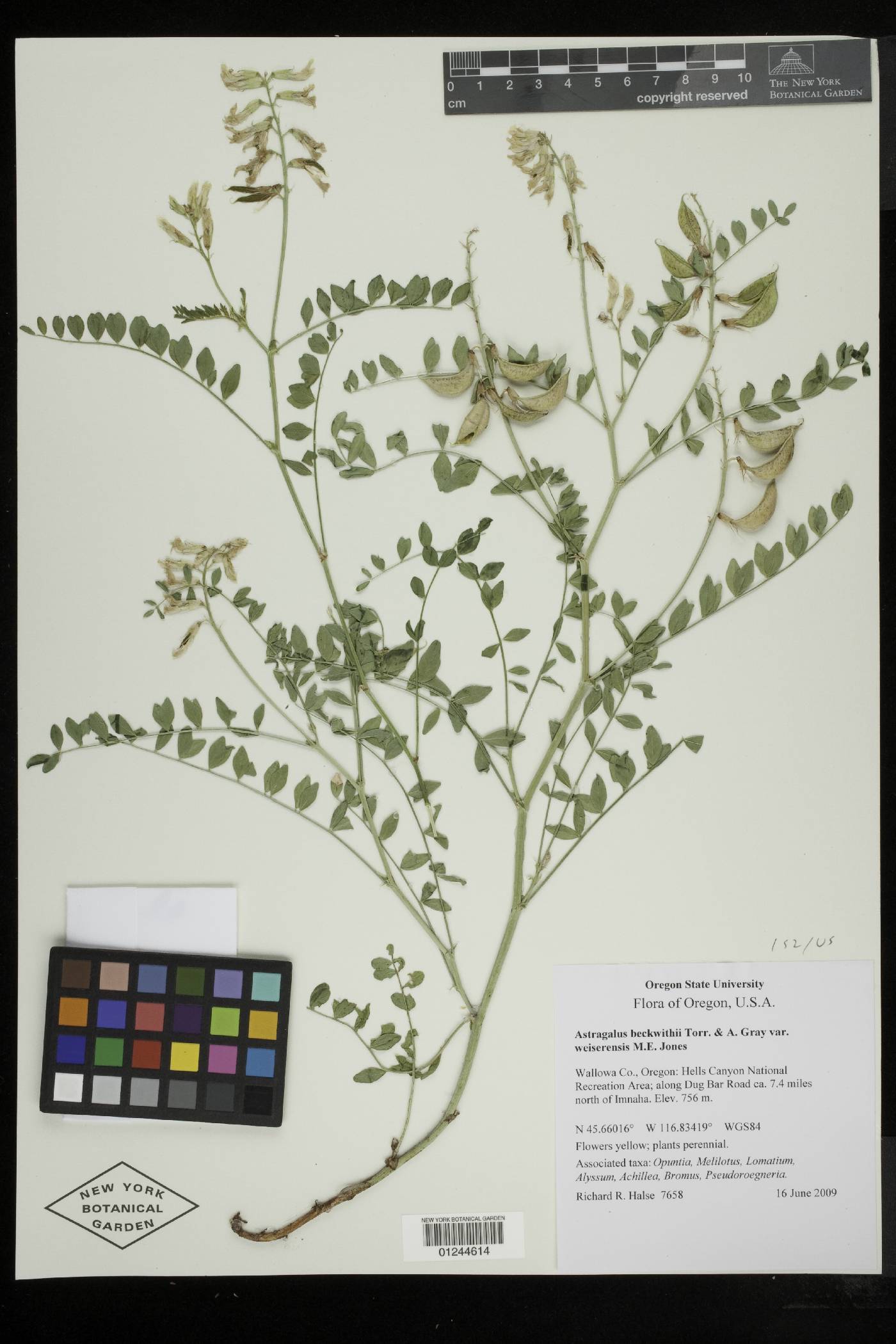 Astragalus beckwithii var. weiserensis image