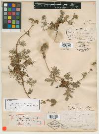 Potentilla litoralis image