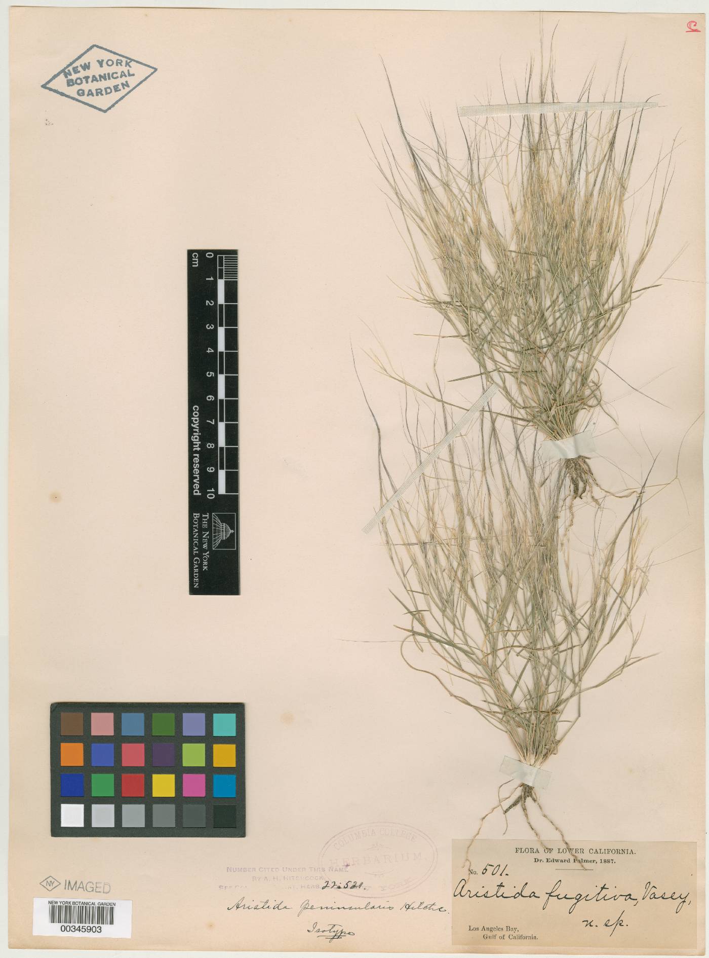 Aristida californica image