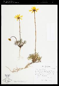 Coreopsis bigelovii image