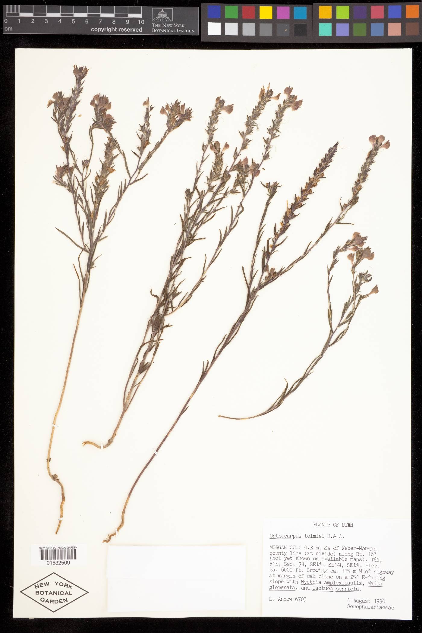 Orthocarpus holmgreniorum image