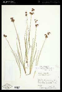 Juncus ensifolius var. montanus image