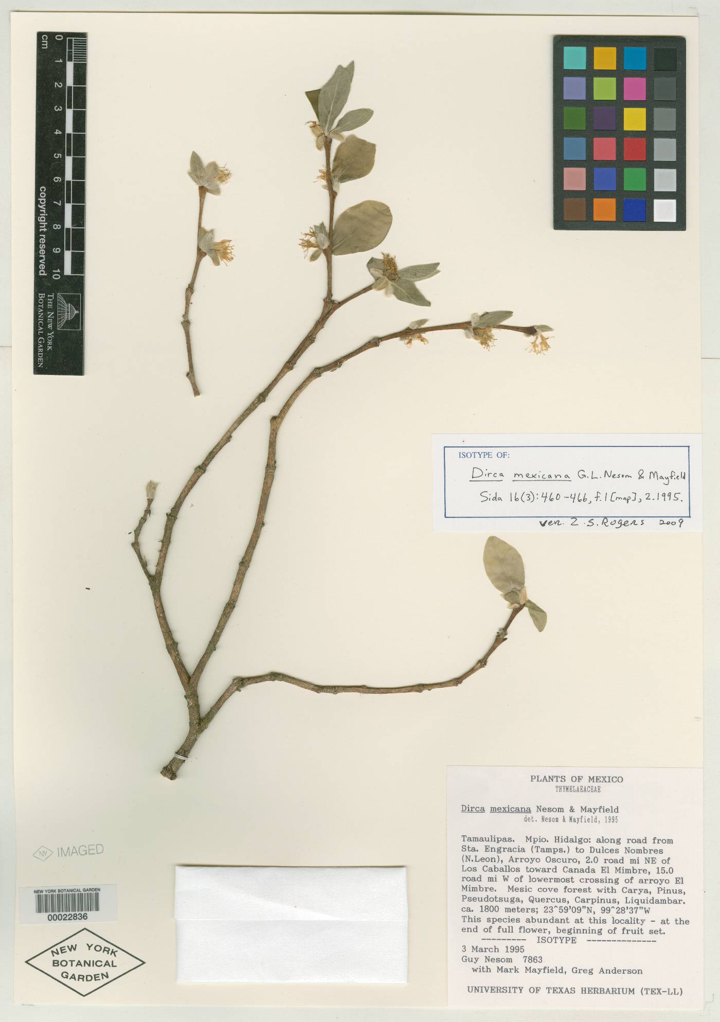 Thymelaeaceae image