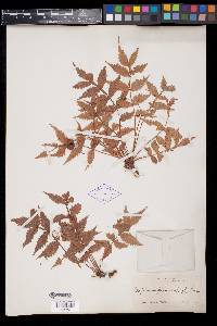 Bursera graveolens image