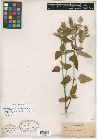 Salvia palmeri image