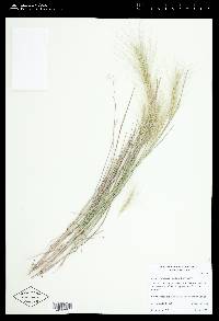 Elymus multisetus image