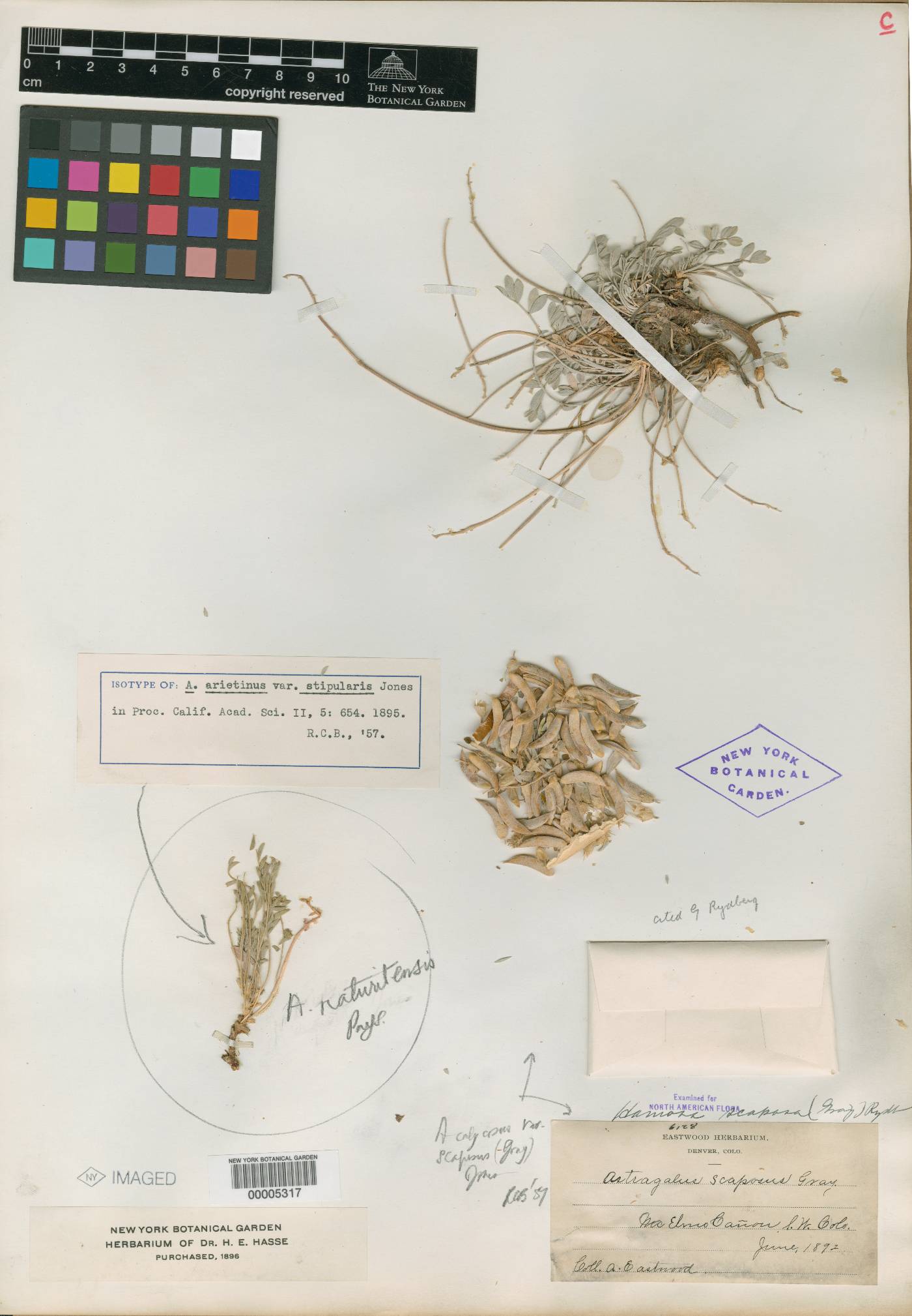 Astragalus arietinus image