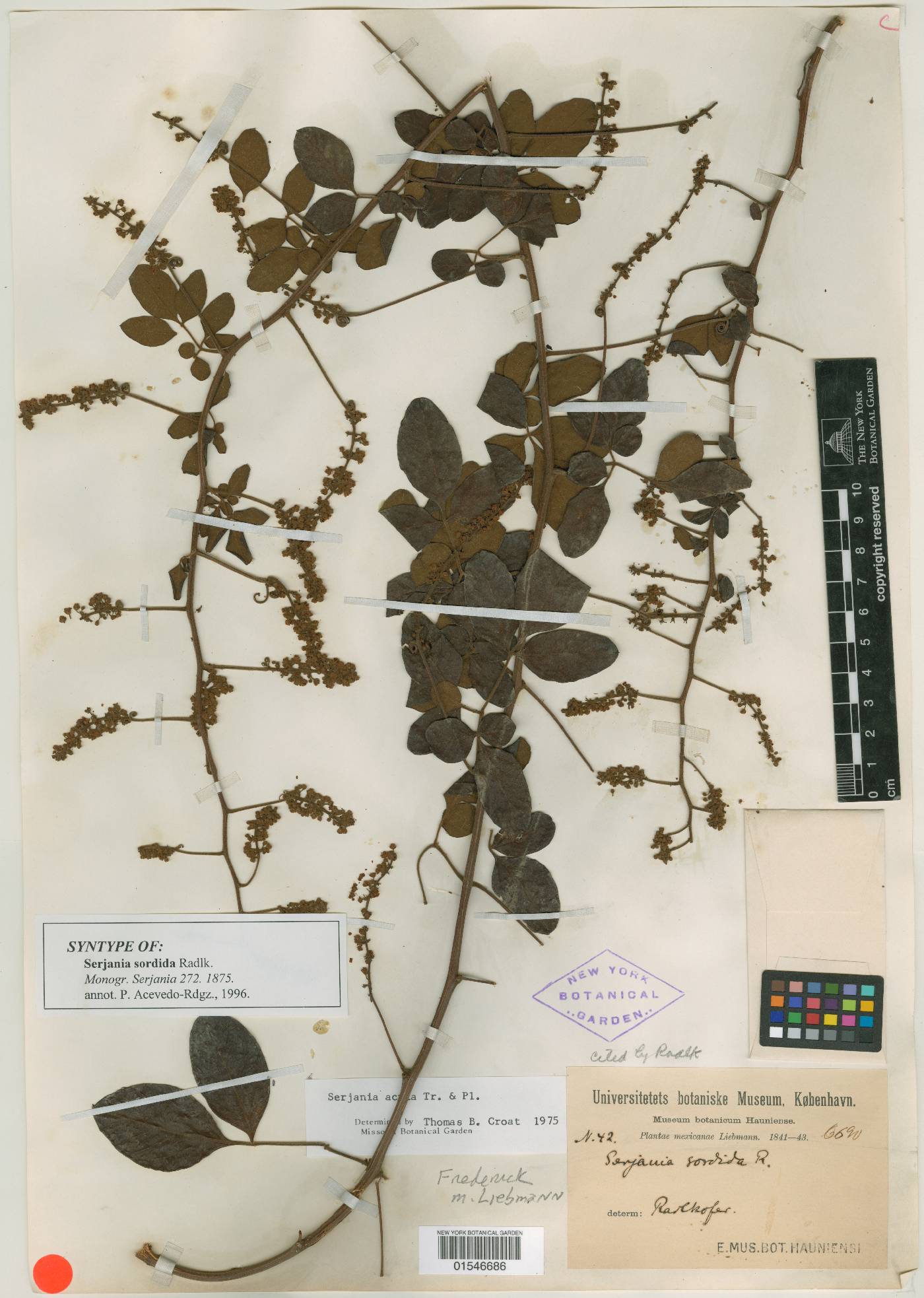 Serjania acuta image