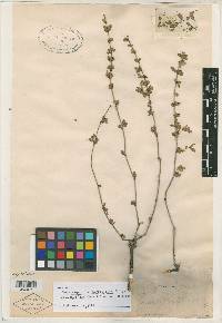Image of Euphorbia blepharostipula