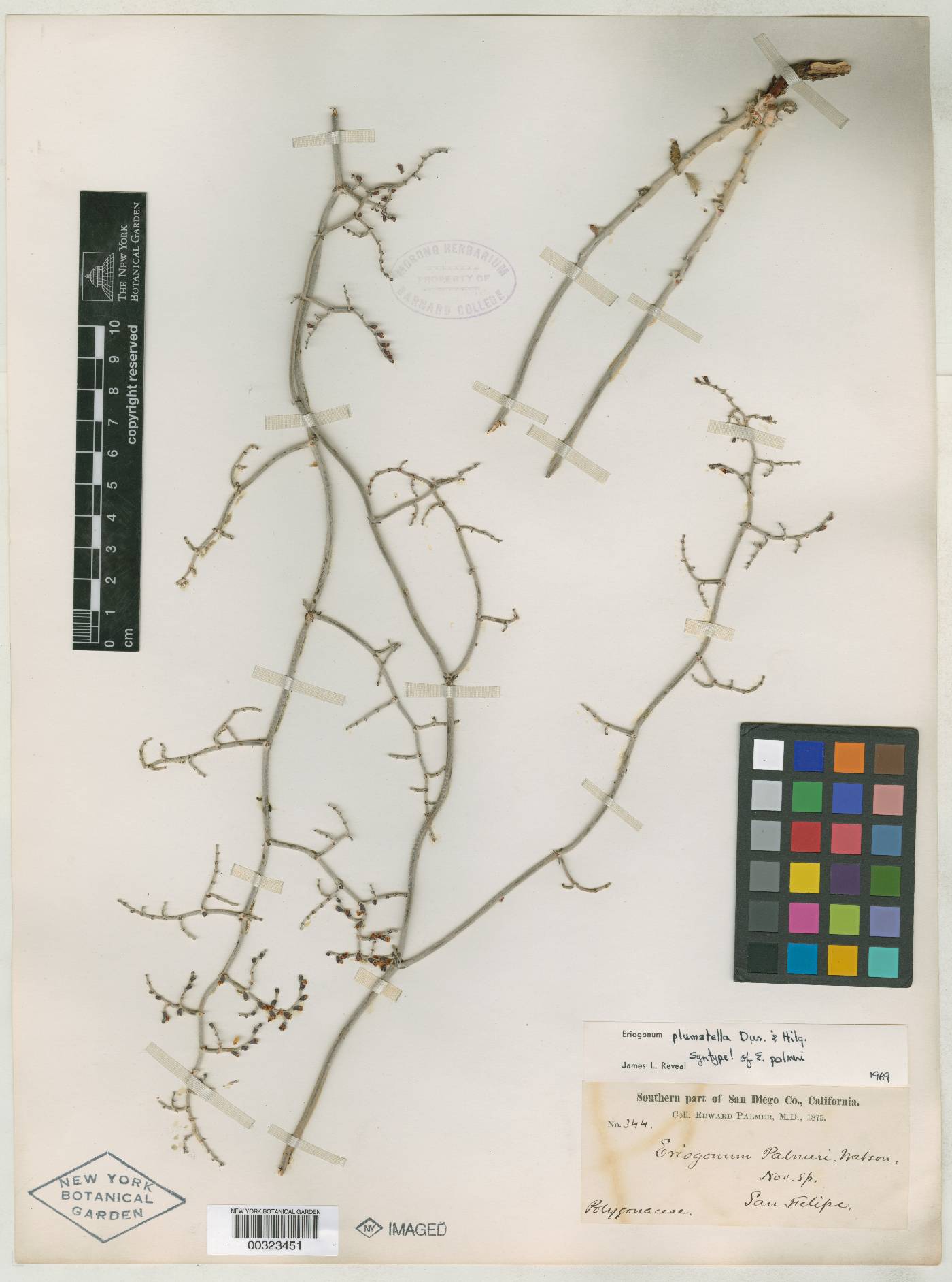 Eriogonum palmeri image