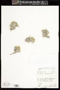 Linanthus caespitosus image