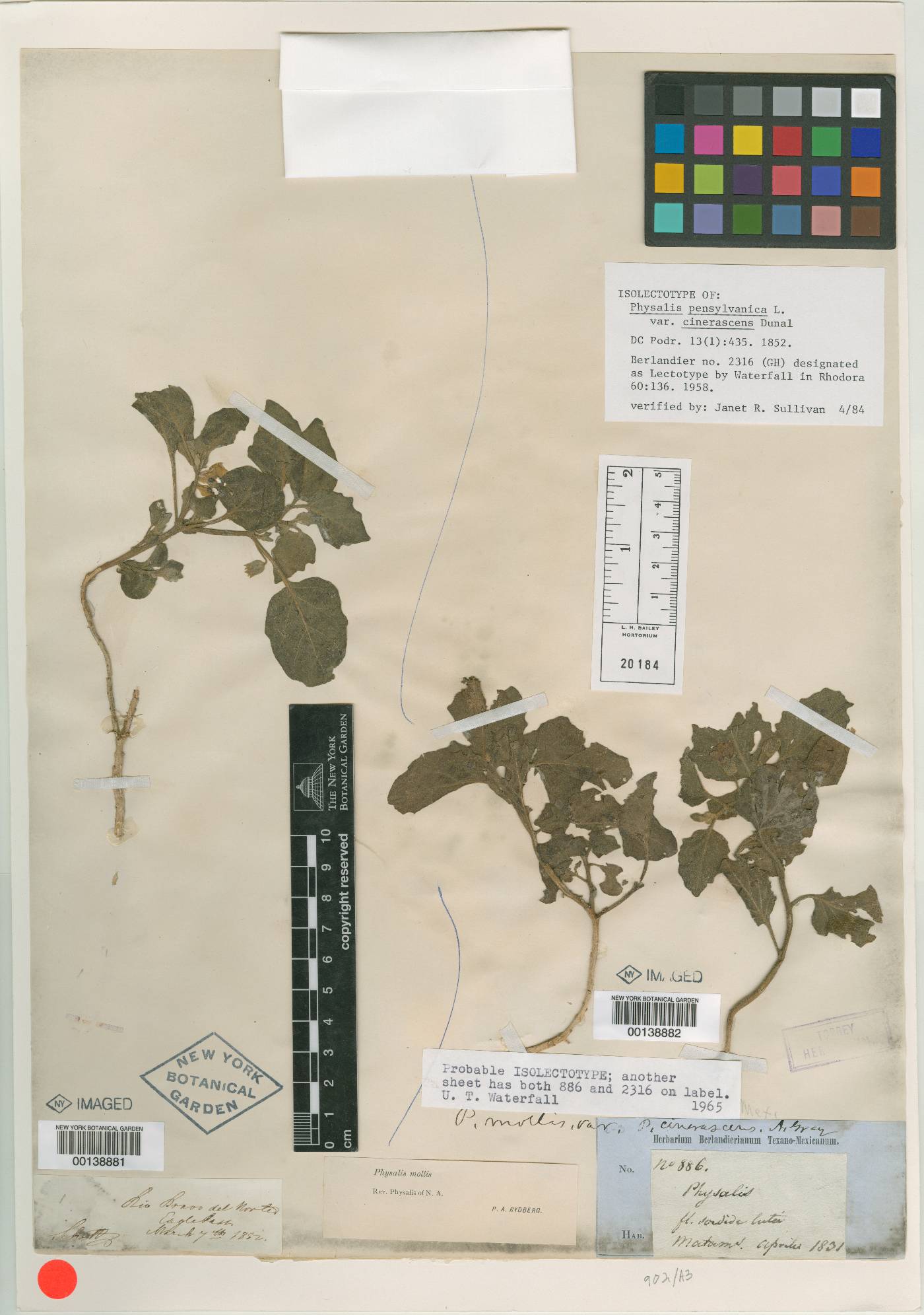 Physalis cinerascens image