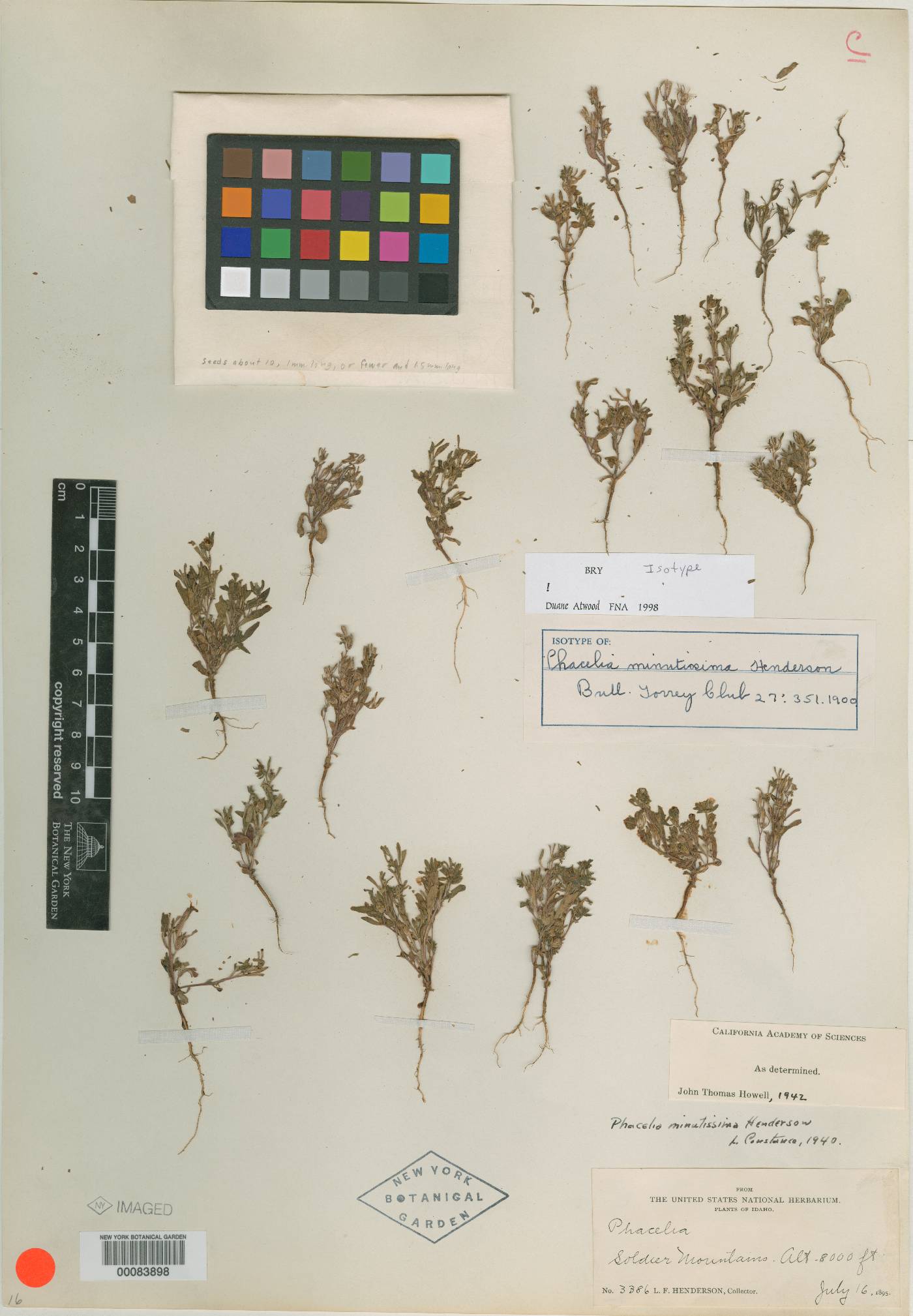 Phacelia minutissima image