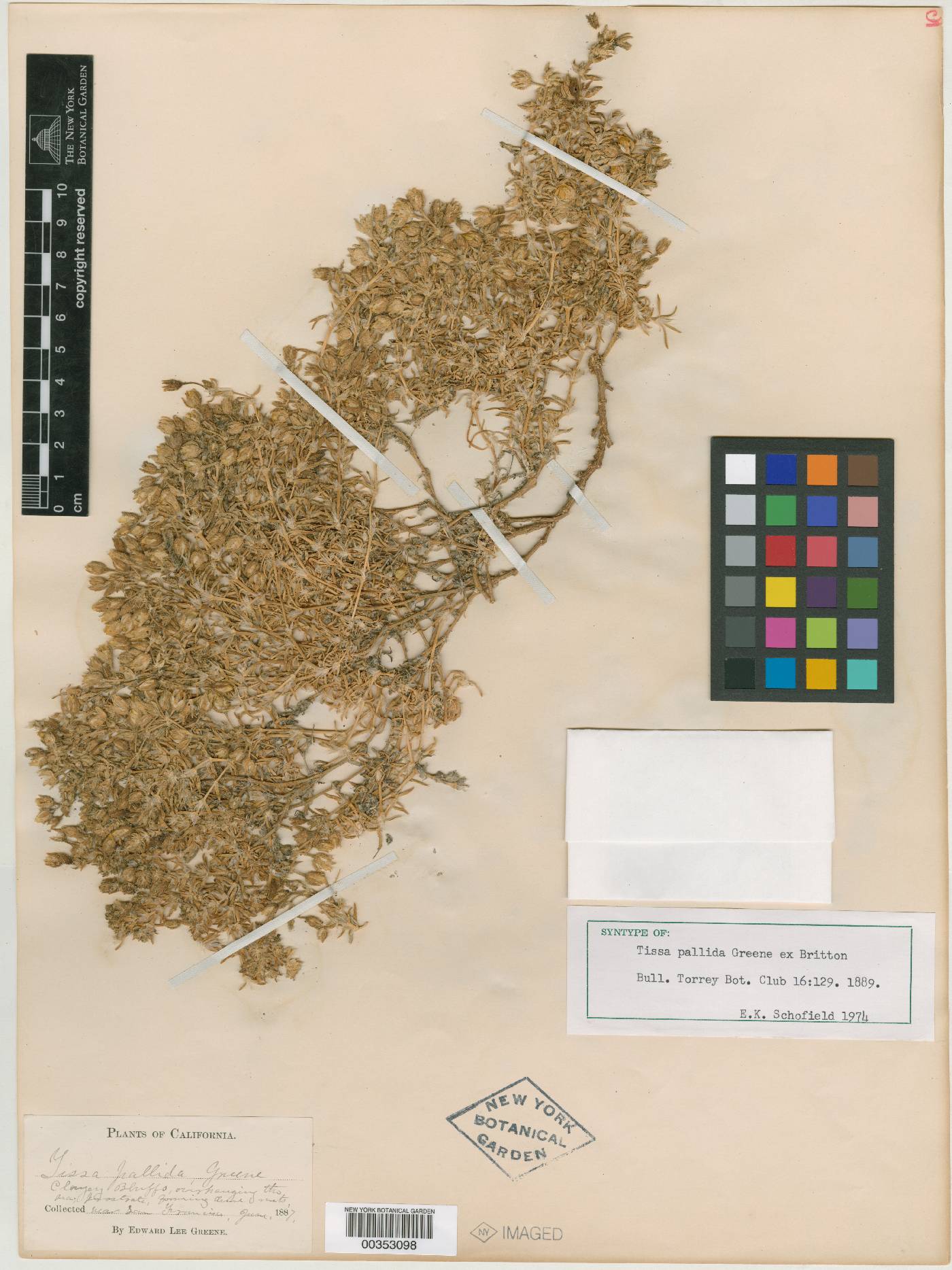 Tissa pallida image