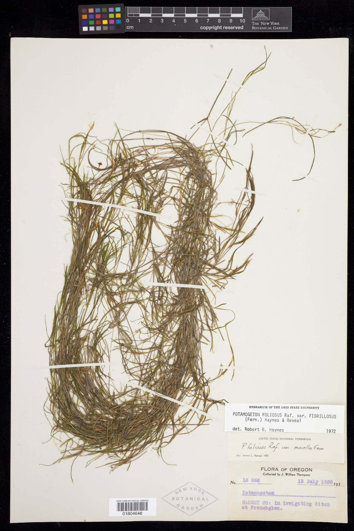 Potamogeton foliosus var. fibrillosus image
