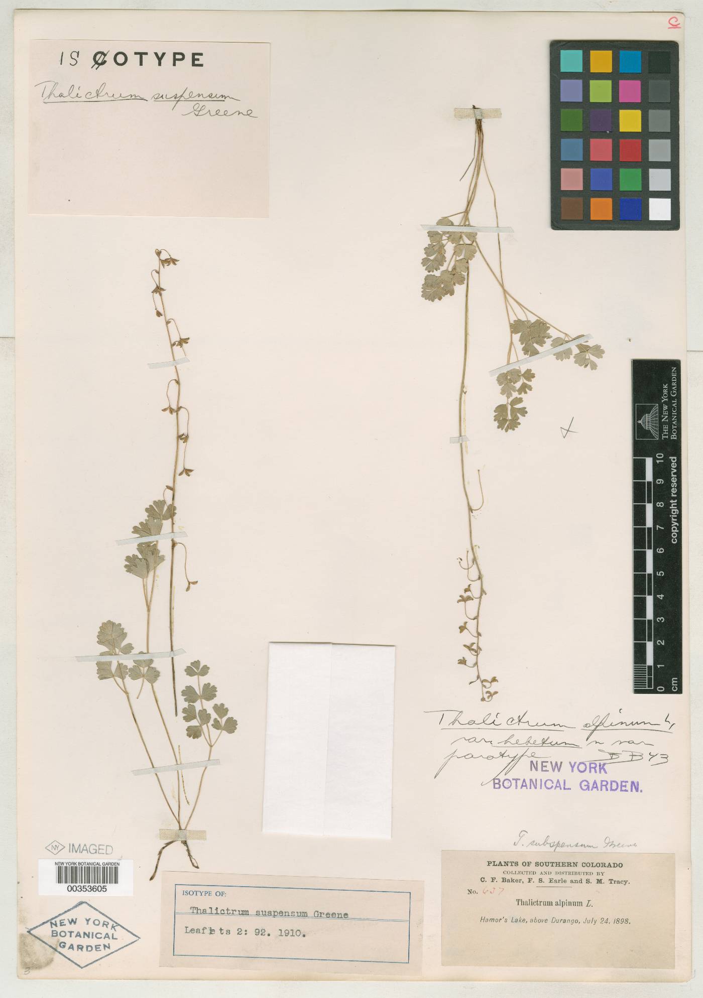 Thalictrum suspensum image