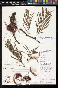 Calliandra houstoniana var. calothyrsus image