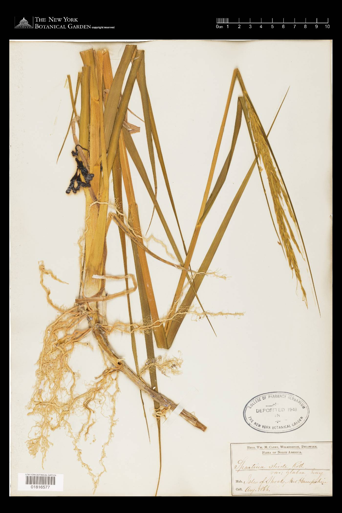 Spartina maritima image