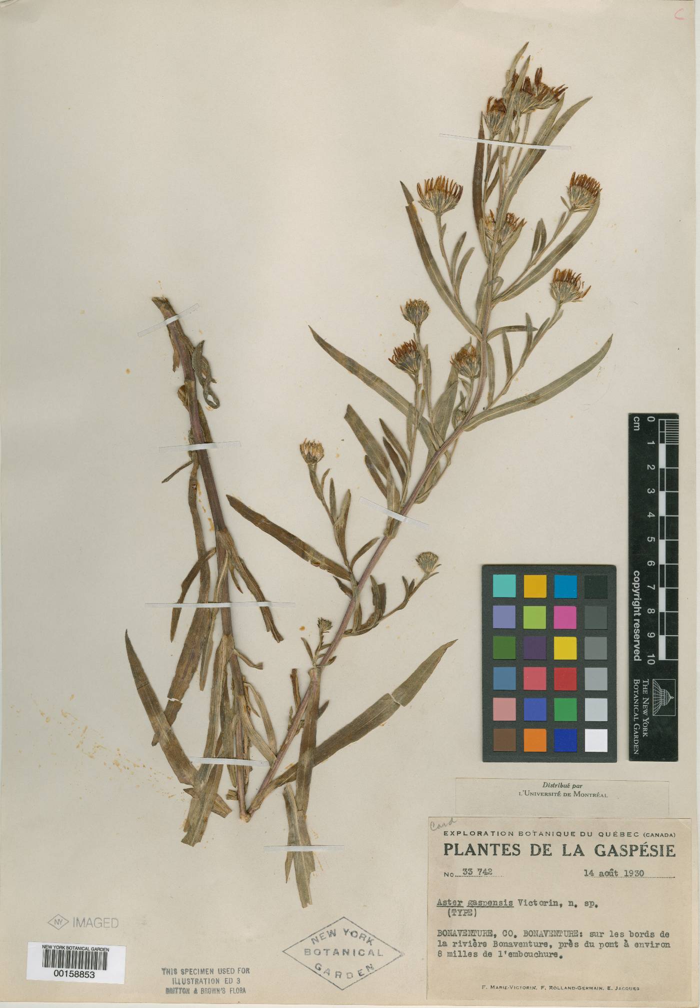 Aster gaspensis image