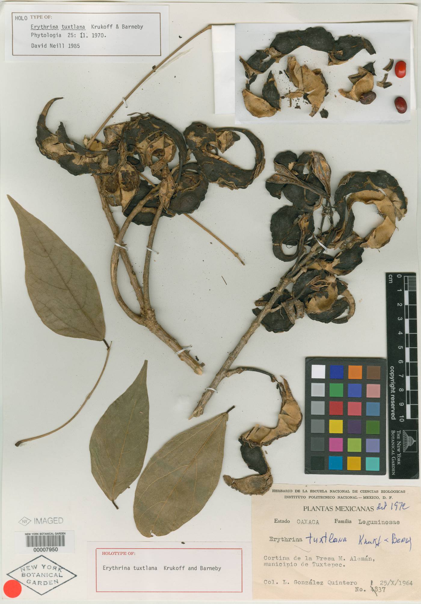 Erythrina tuxtlana image