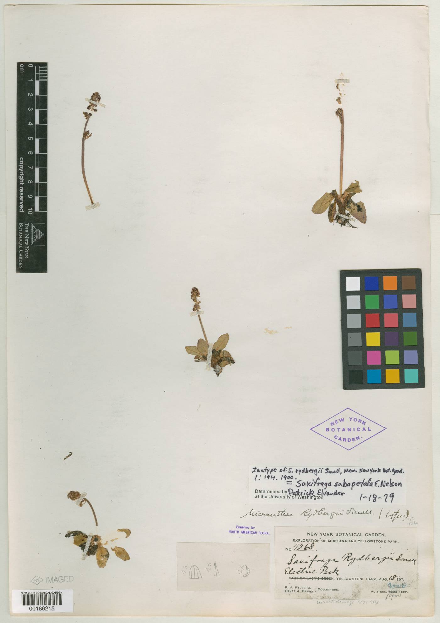 Saxifraga rydbergii image