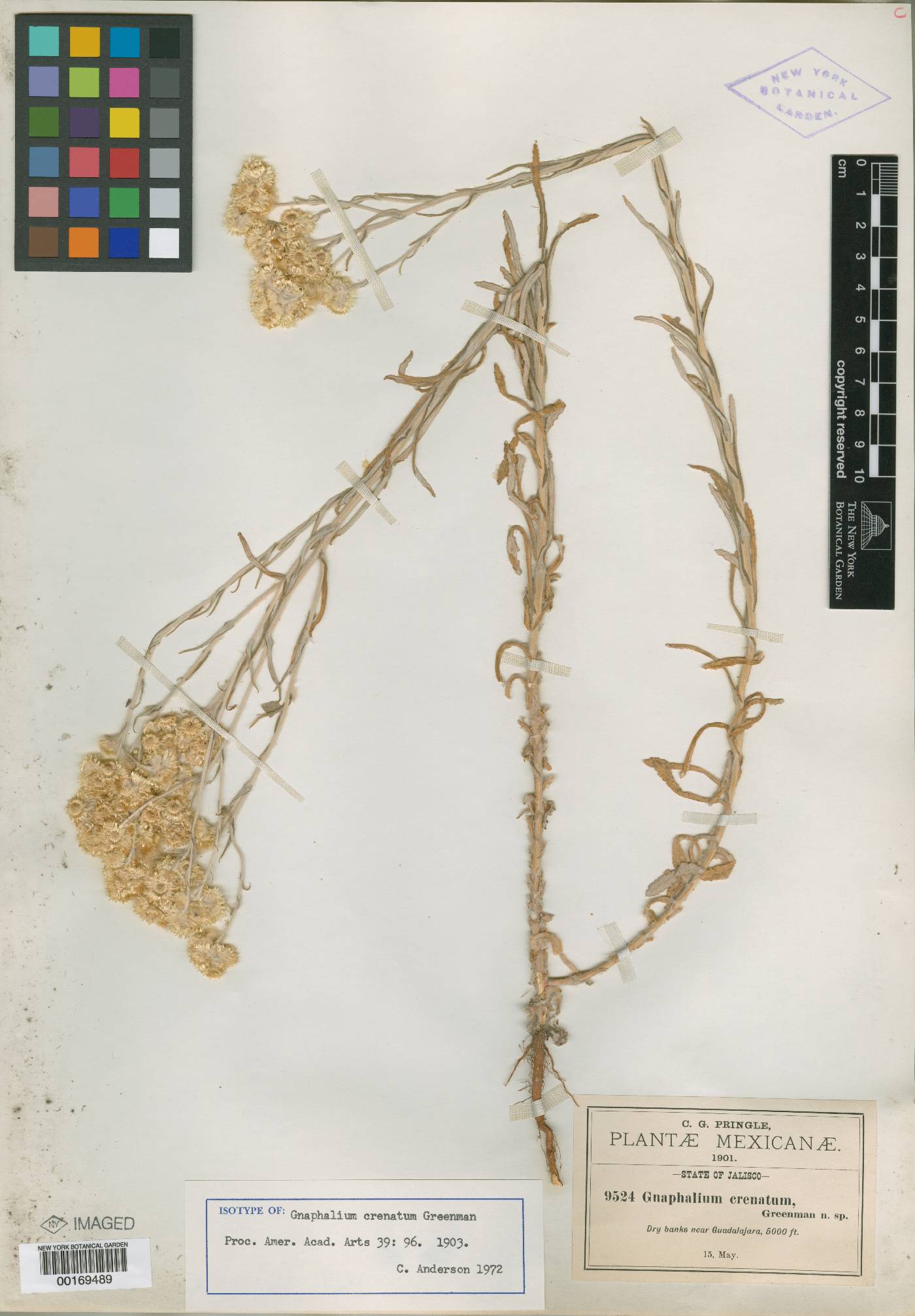 Pseudognaphalium viscosum image