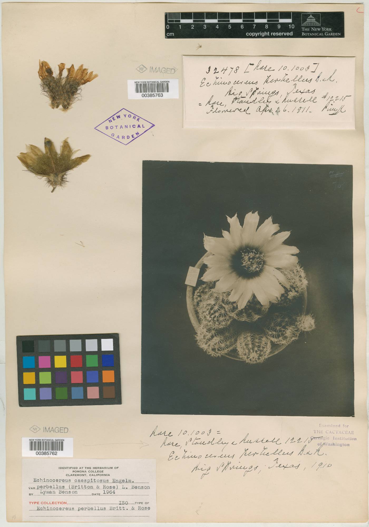 Echinocereus perbellus image