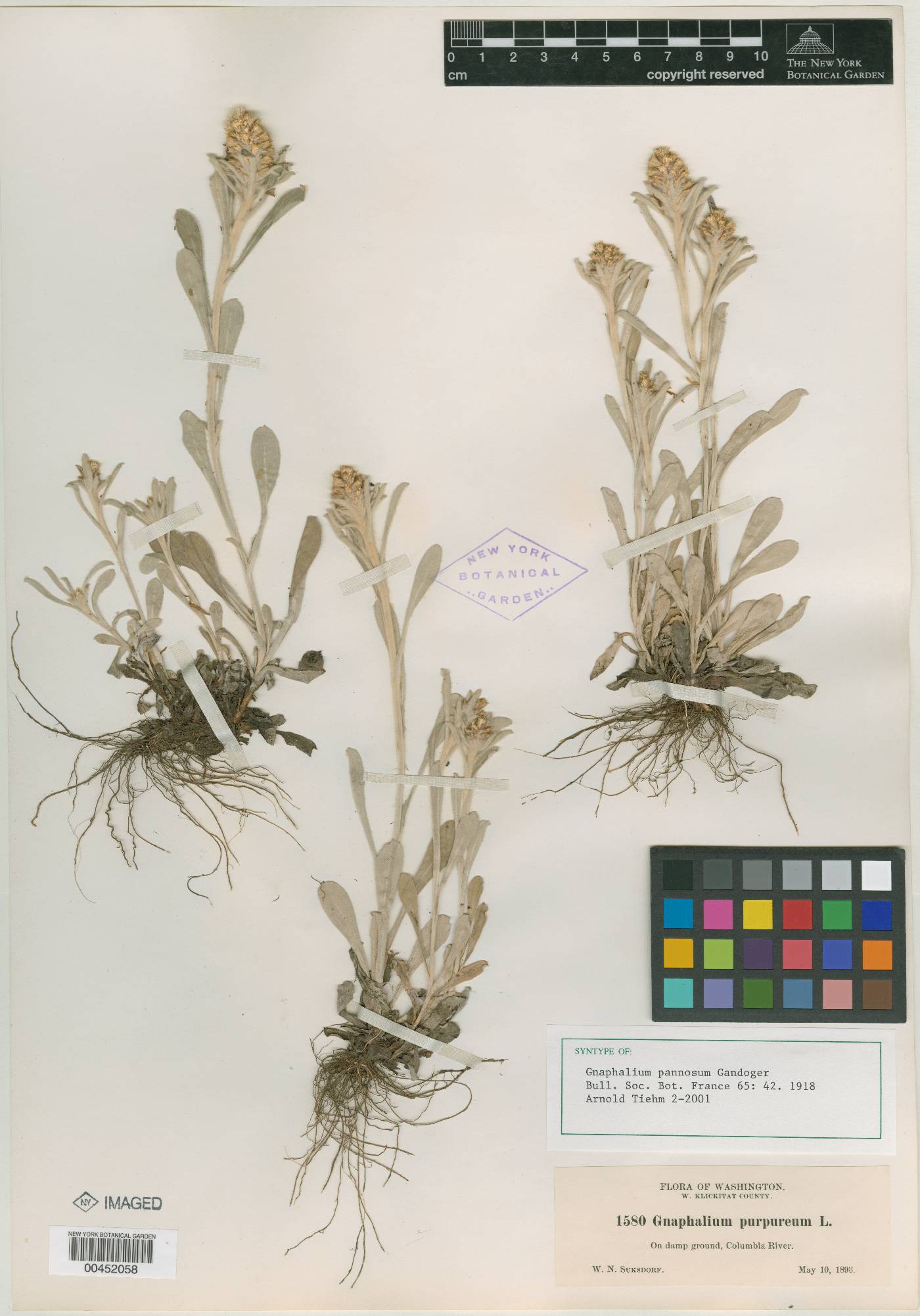 Gnaphalium ustulatum image