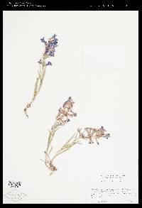 Penstemon angustifolius image