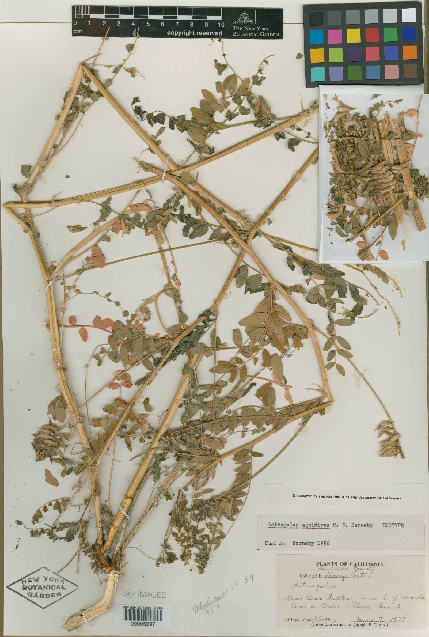 Astragalus agnicidus image