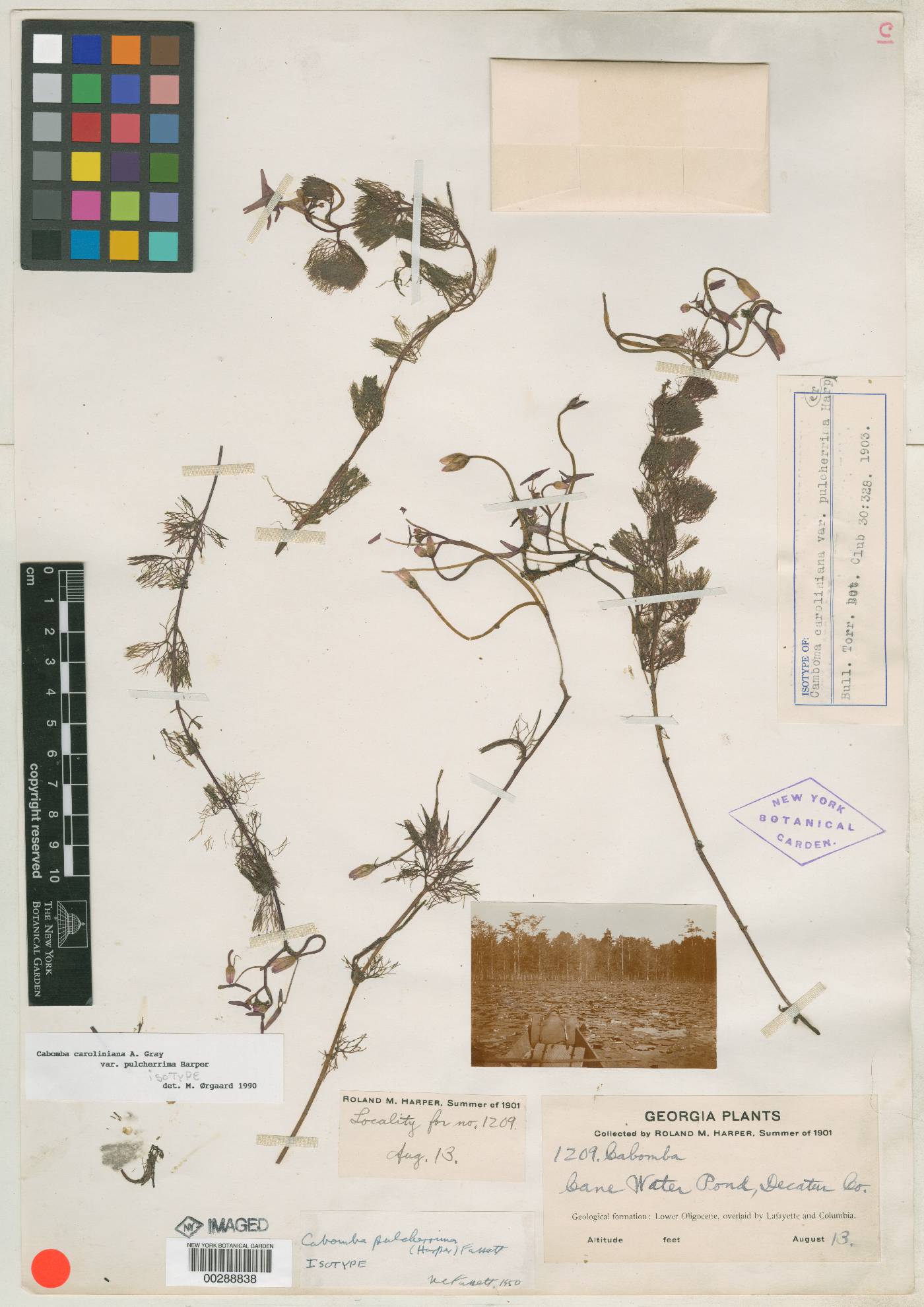 Cabomba caroliniana var. pulcherrima image