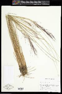 Muhlenbergia capillaris image