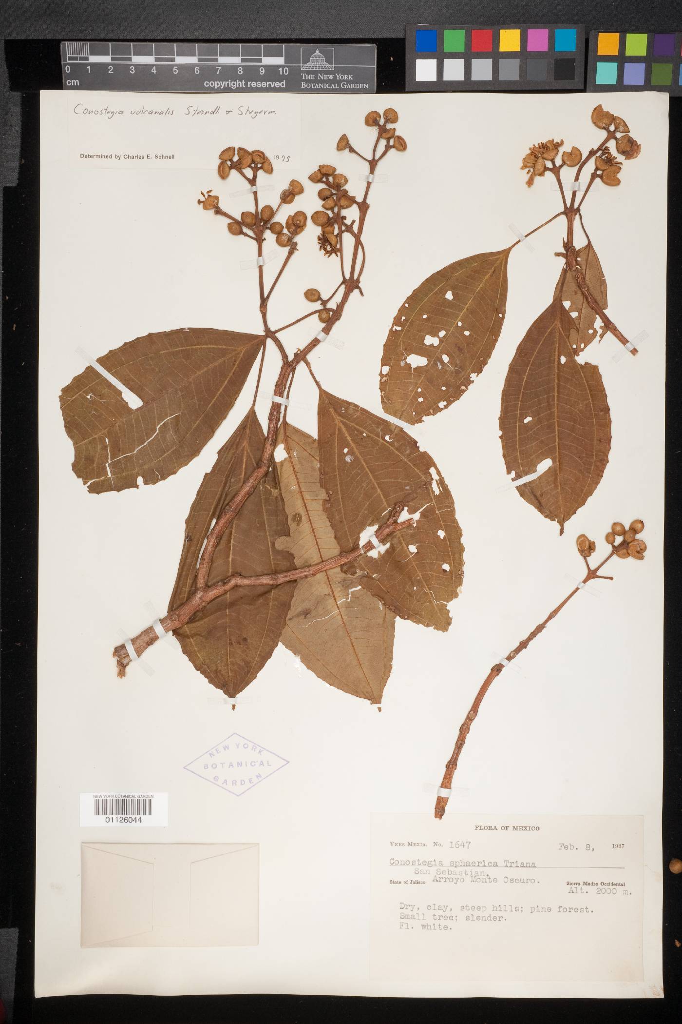 Conostegia volcanalis image