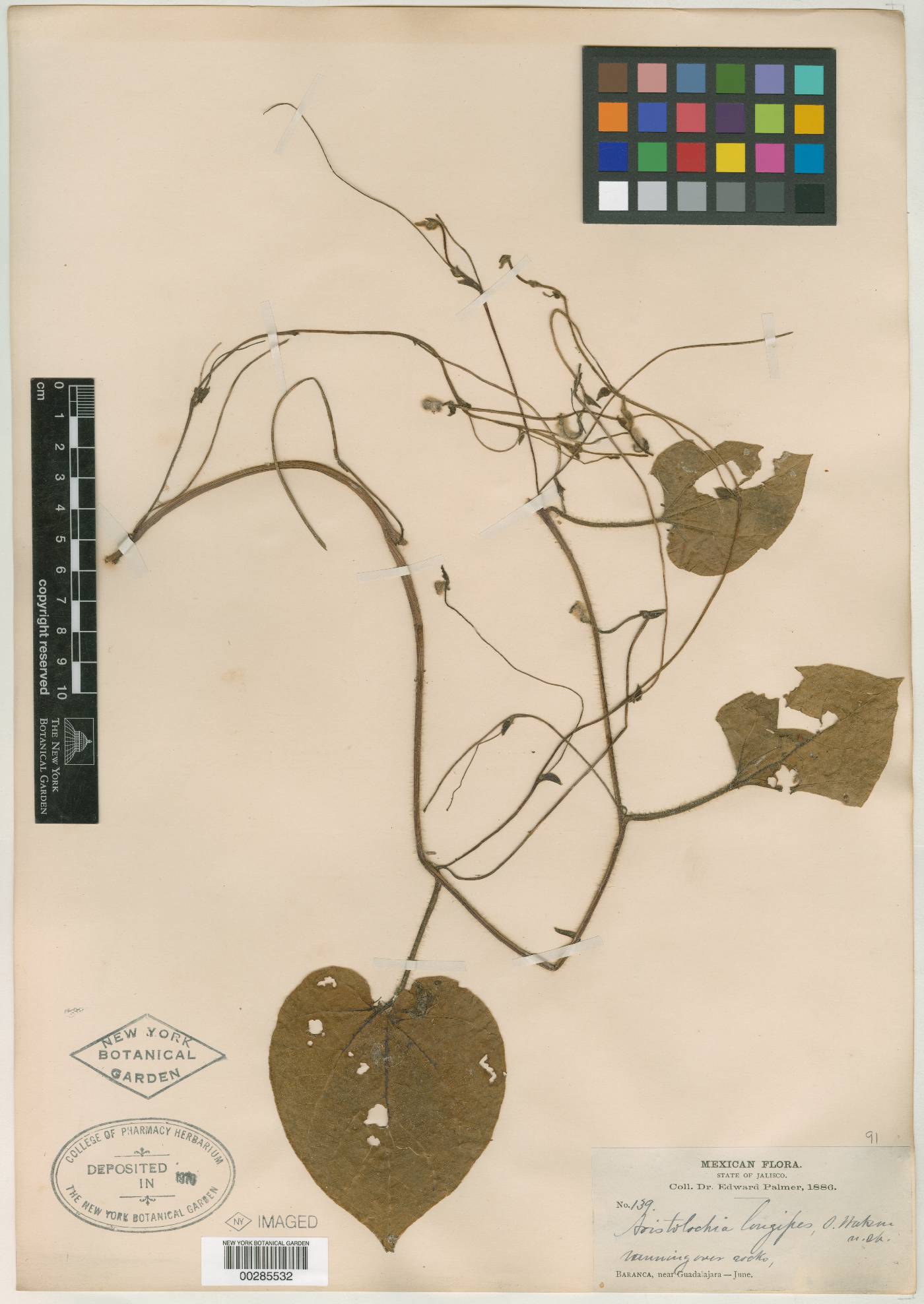 Aristolochia longipes image