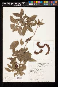 Zygia recordii image