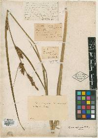 Carex vesicaria var. major image