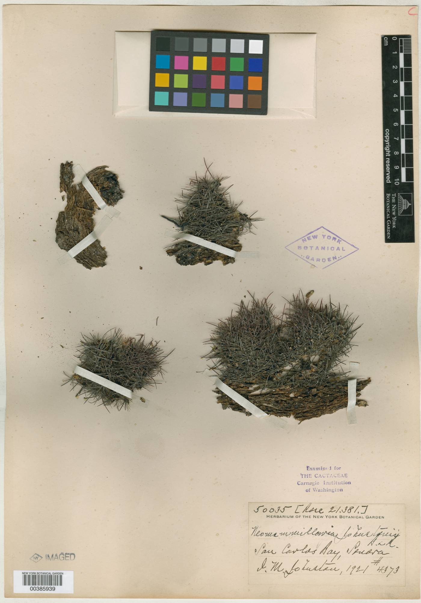 Neomammillaria image