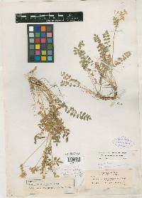 Polemonium oreades image