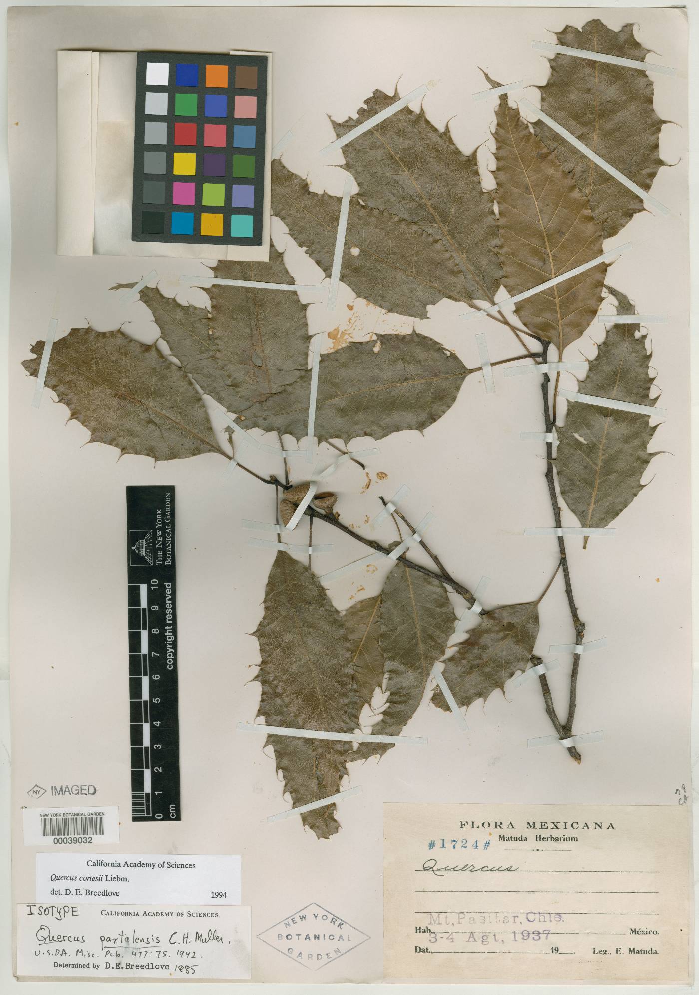 Quercus paxtalensis image