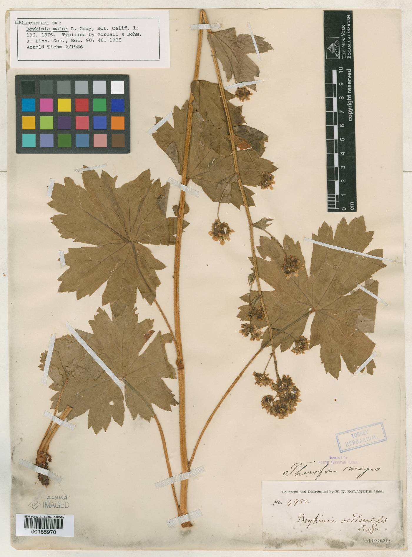 Boykinia major image