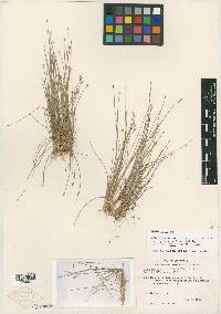 Eleocharis acicularis var. porcata image