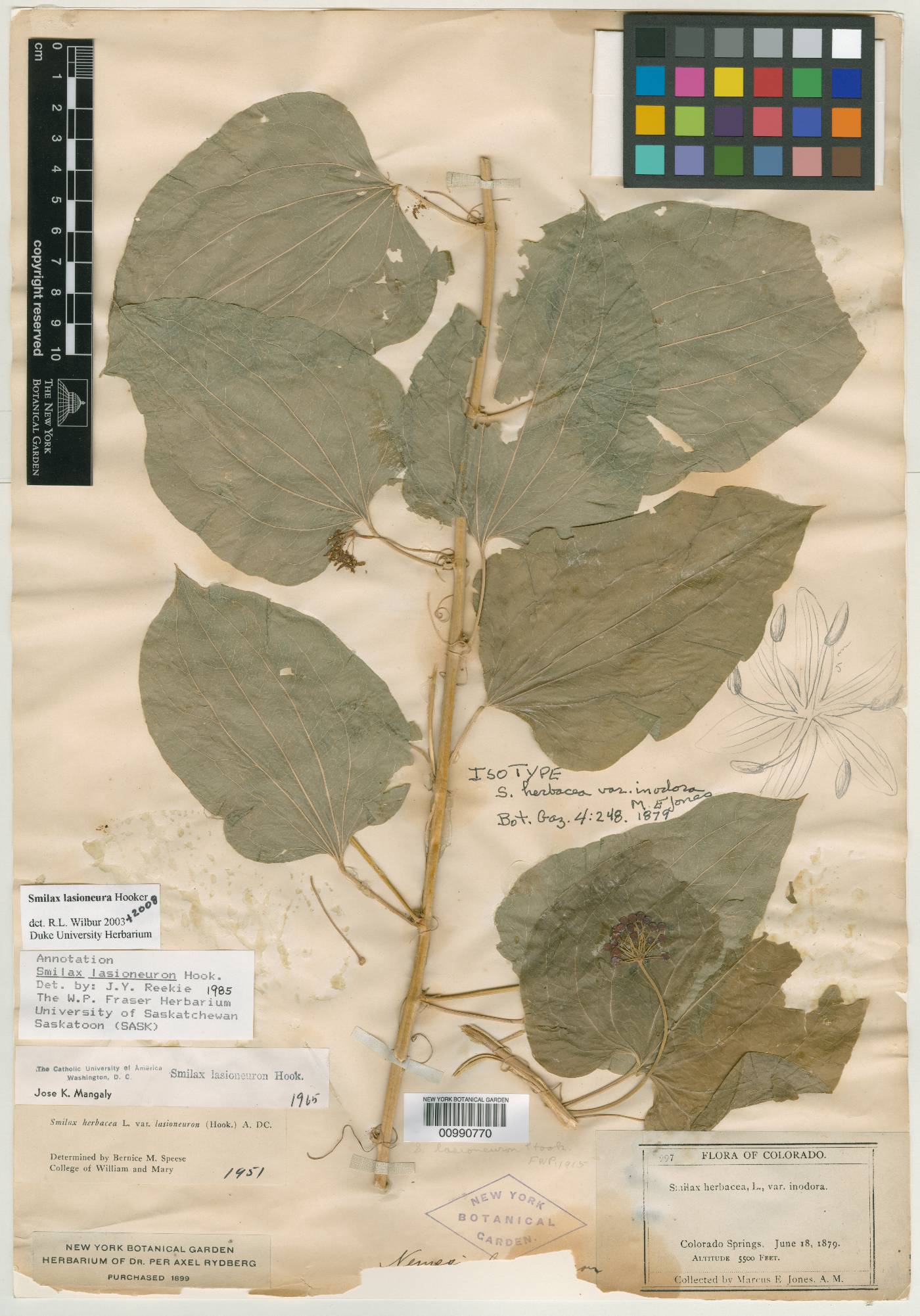 Smilax herbacea var. inodora image
