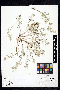 Oreocarya tenuis image