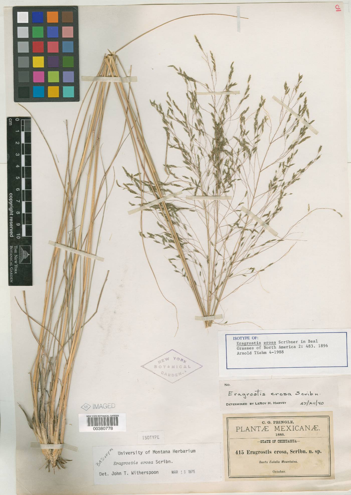 Eragrostis erosa image