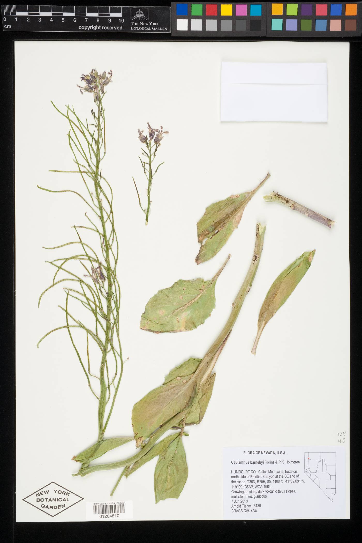 Caulanthus barnebyi image