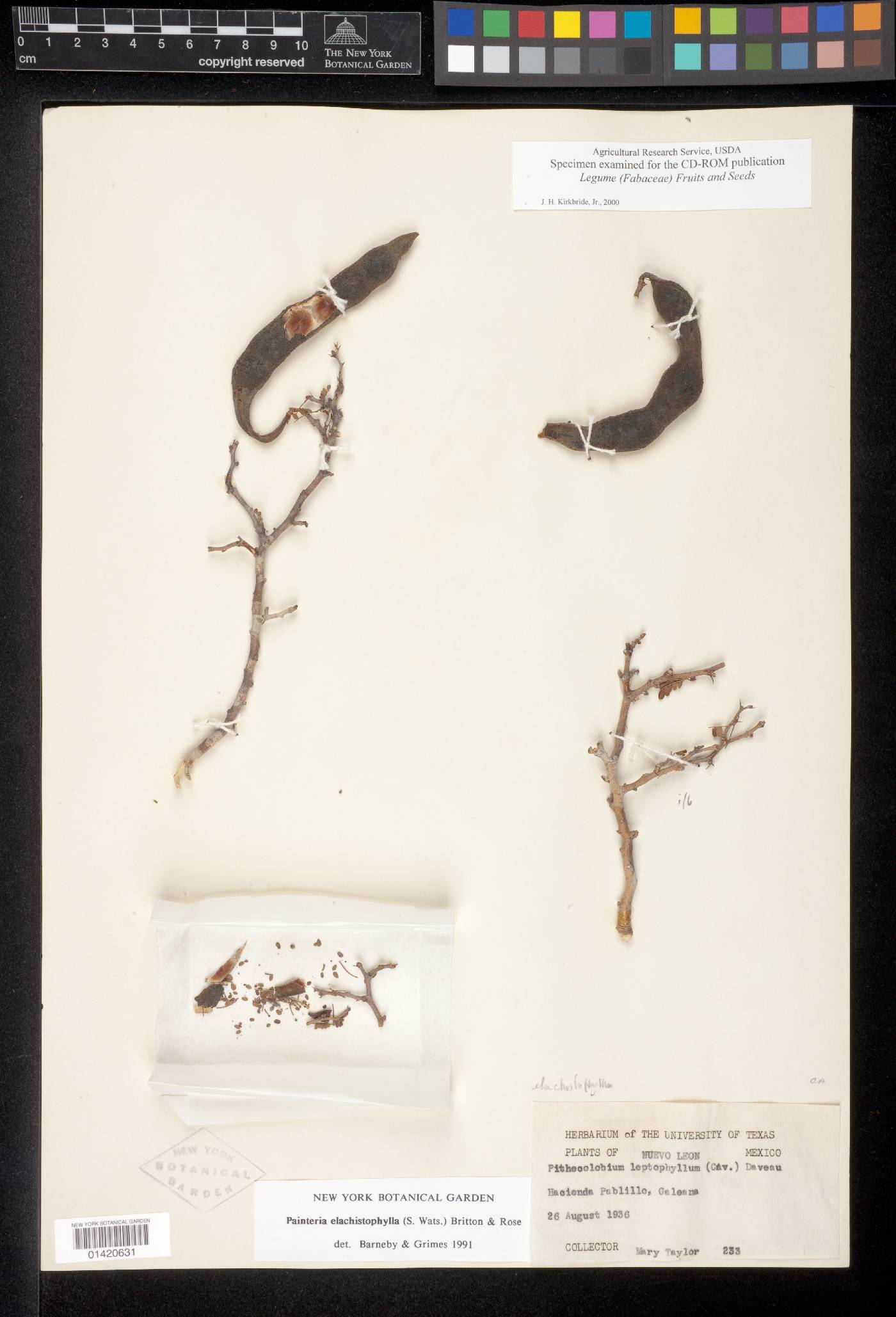 Painteria image