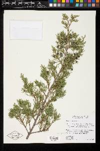 Juniperus virginiana var. virginiana image